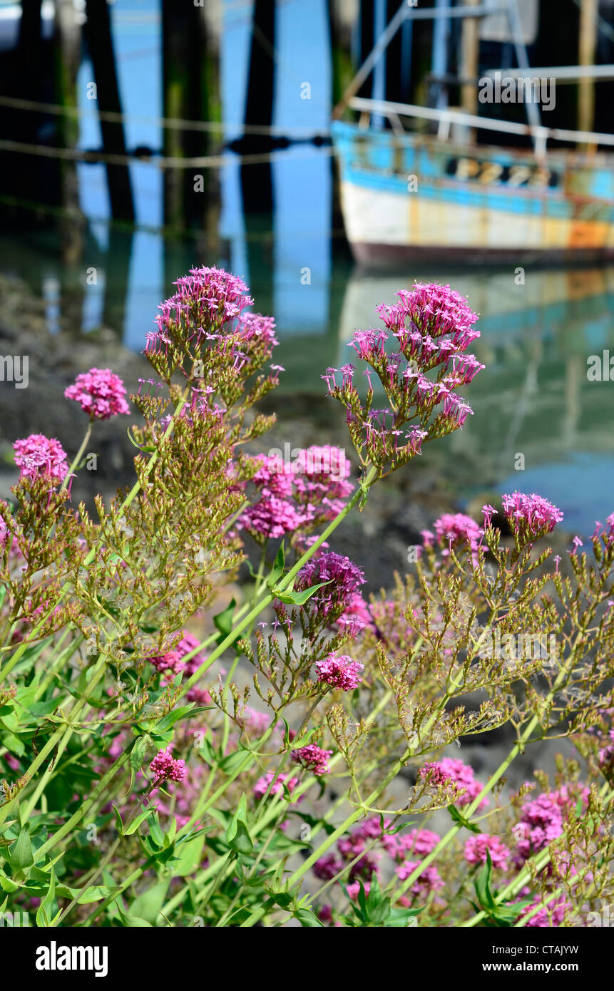 Newlyn Harbour Cornwall UK Stockfoto