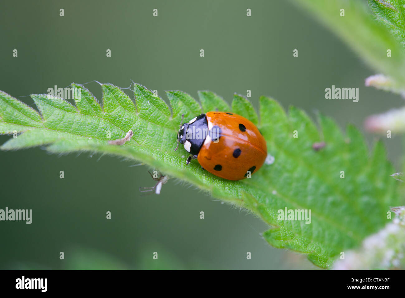 7-Punkt Marienkäfer Coccinella 7-Trommler Erwachsene Käfer auf einem Nesselblatt Stockfoto