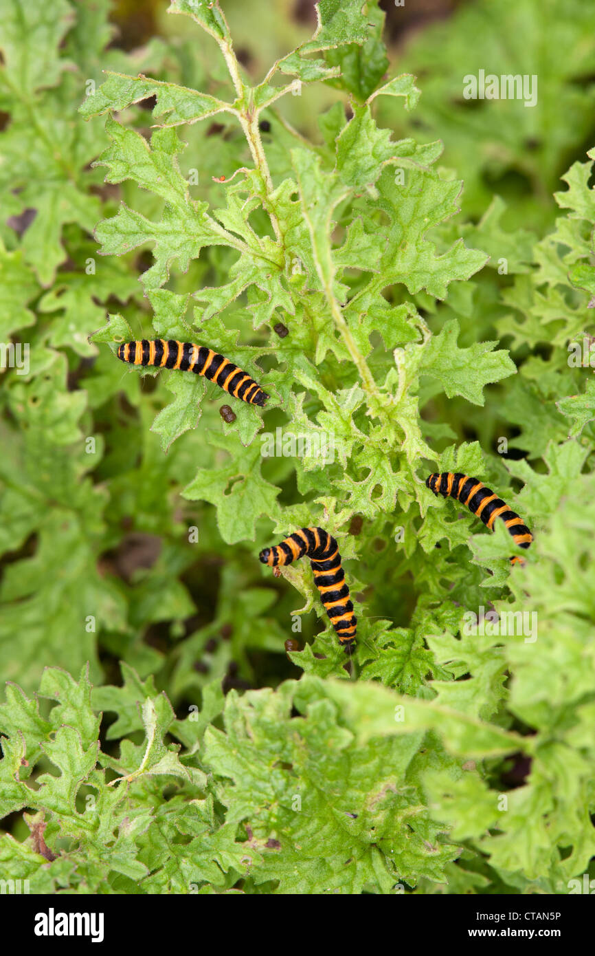 Zinnober Moth Tyria Jacobaeae Raupen auf gemeinsame Kreuzkraut Senecio Jacobaea verlässt Stockfoto