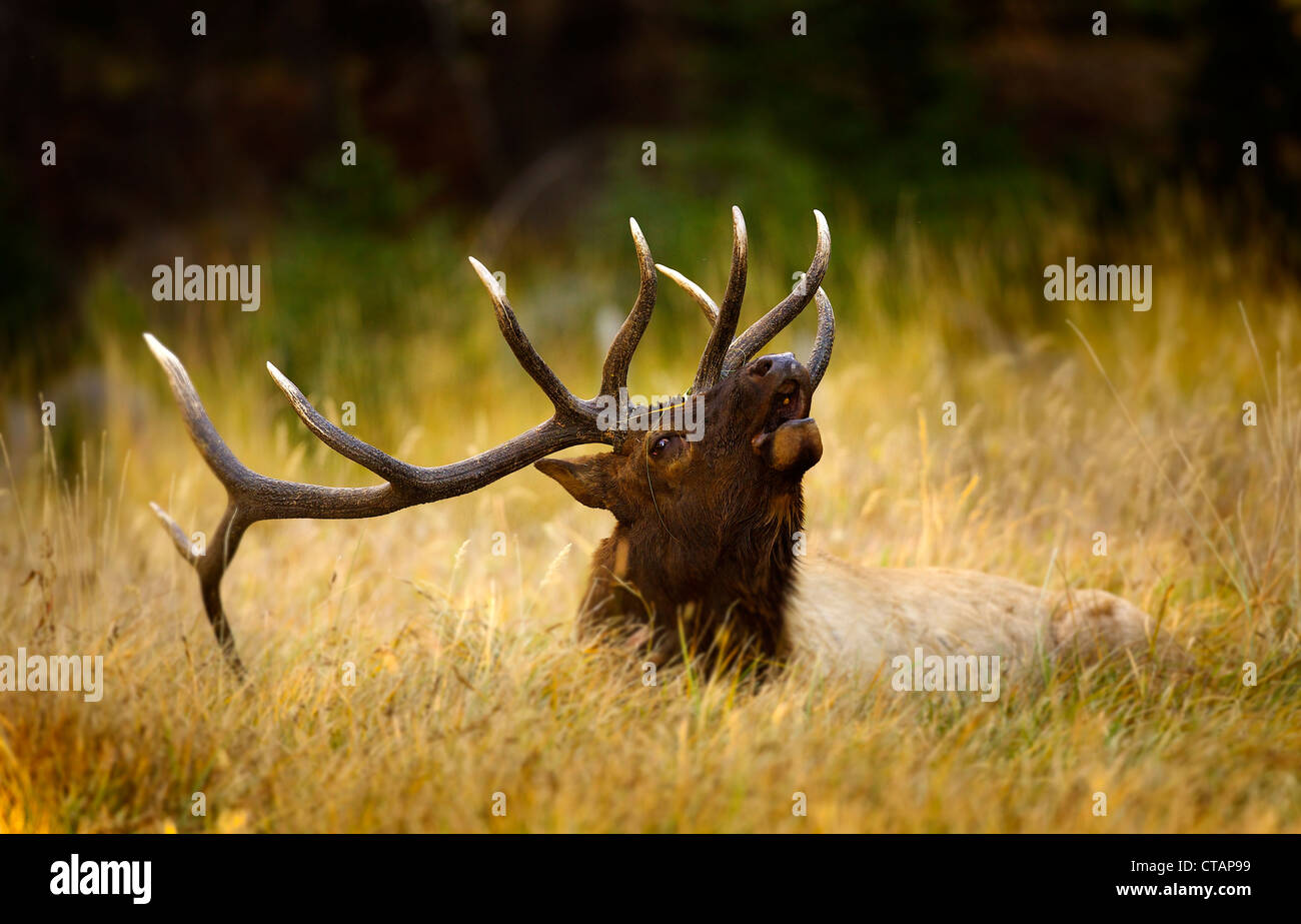 Elch, wildes Tier, Geweih. Grass. Yellowstone, Paarung Anruf Stockfoto