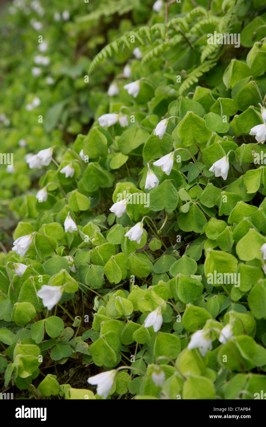 Sauerklee; Oxalis Acetosella; Blüten; Des Königs Holz; Cornwall; UK Stockfoto