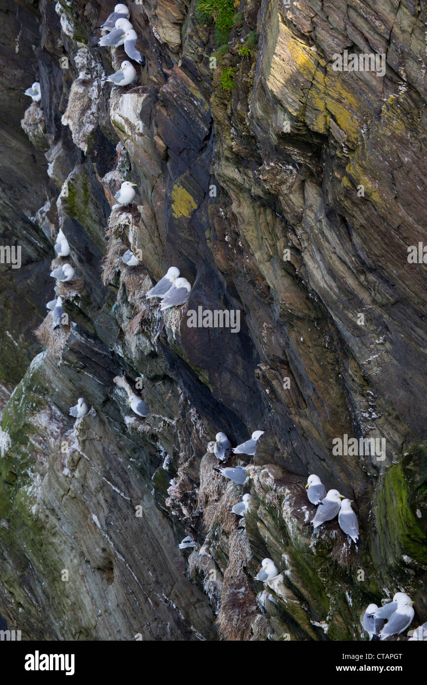 Dreizehenmöwen; Rissa Tridactyla; auf den Klippen nisten; Cornwall; UK Stockfoto