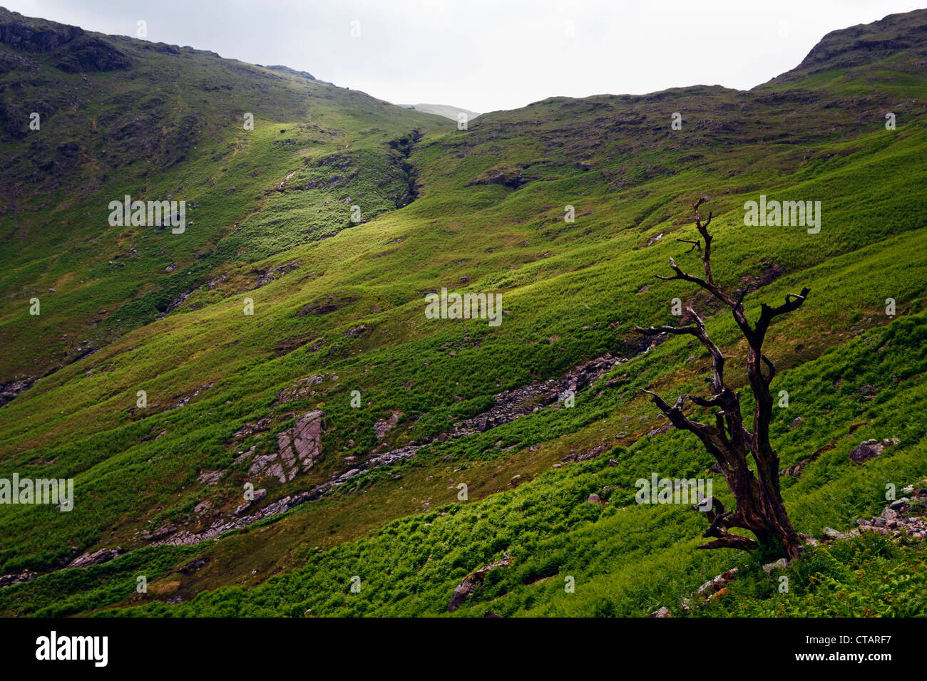 Alten abgestorbenen Baum auf einem Hügel in der Nähe von Langdale im Lake District National Park, Cumbria, England. Stockfoto