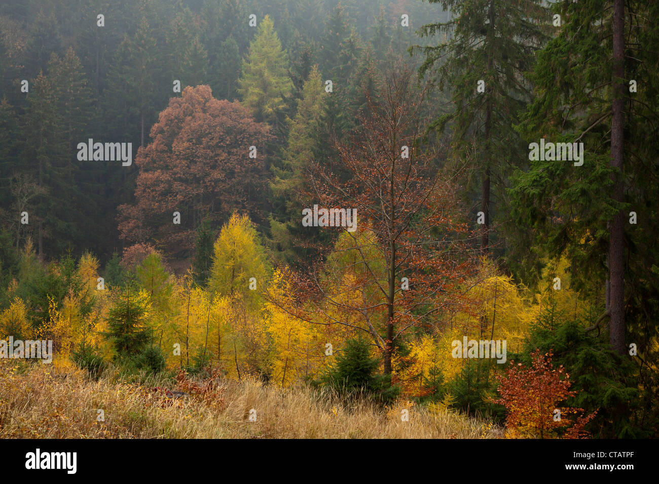 Steinerne Renne in Herbst, herbstlichen Wald bei Holtemme Tal, Harz Mountains, Sachsen-Anhalt, Deutschland, Europa Stockfoto