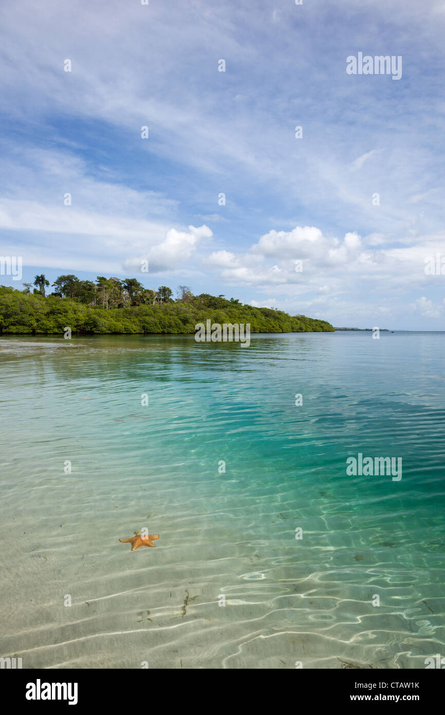 Orange Seestern am Seestern Strand auf Isla Colon, Bocas del Toro, Panama. Stockfoto