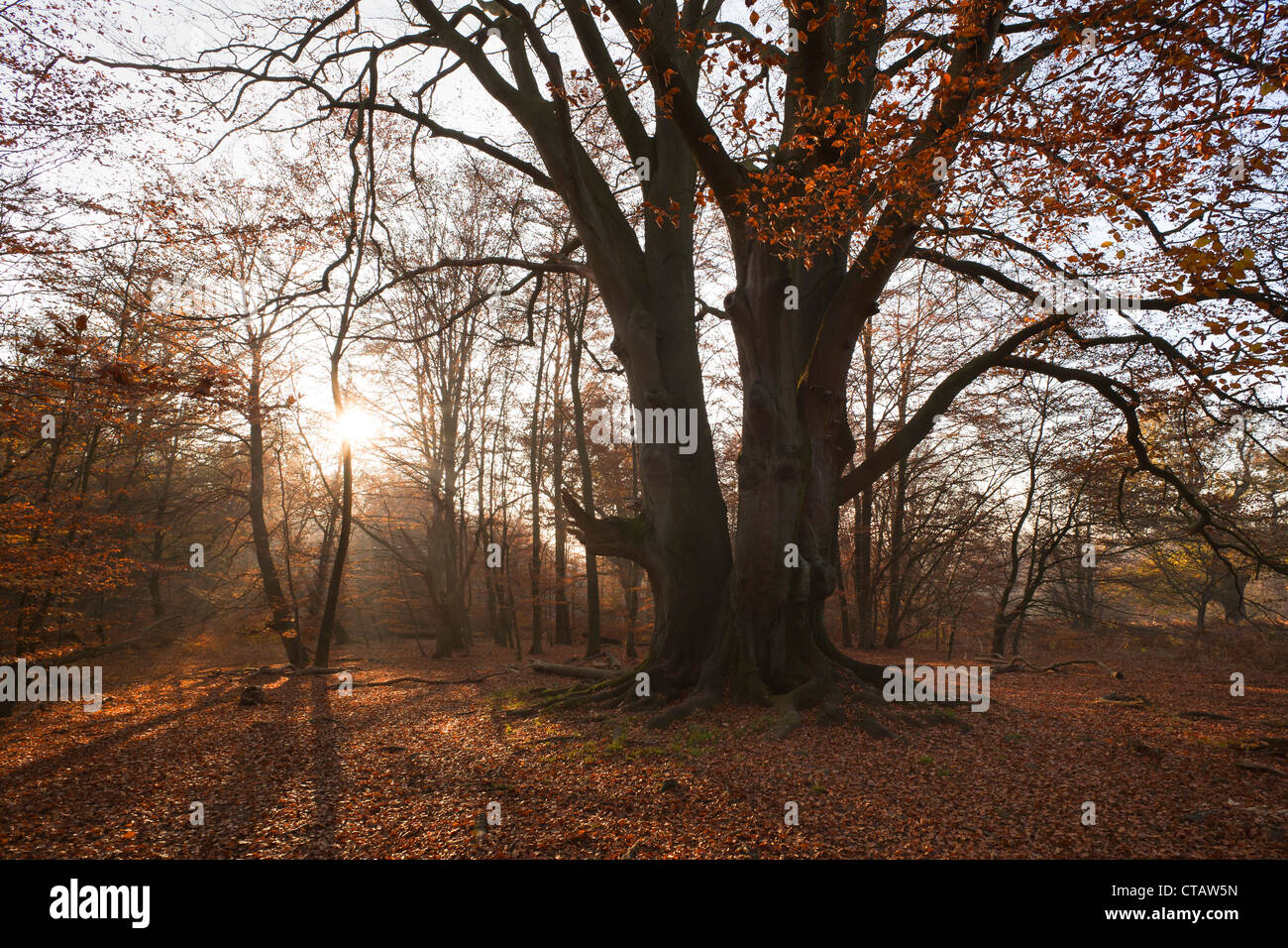 Herbstlichen Wald mit alten Buche Natur reservieren Urwaldrelikt Sababurg Reinhardswald, Hessen, Deutschland, Europa Stockfoto