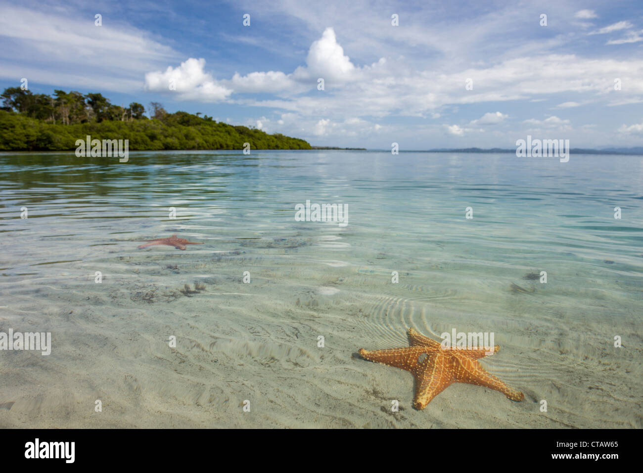 Orange Seesterne am Seestern Strand auf Isla Colon, Bocas del Toro, Panama. Stockfoto