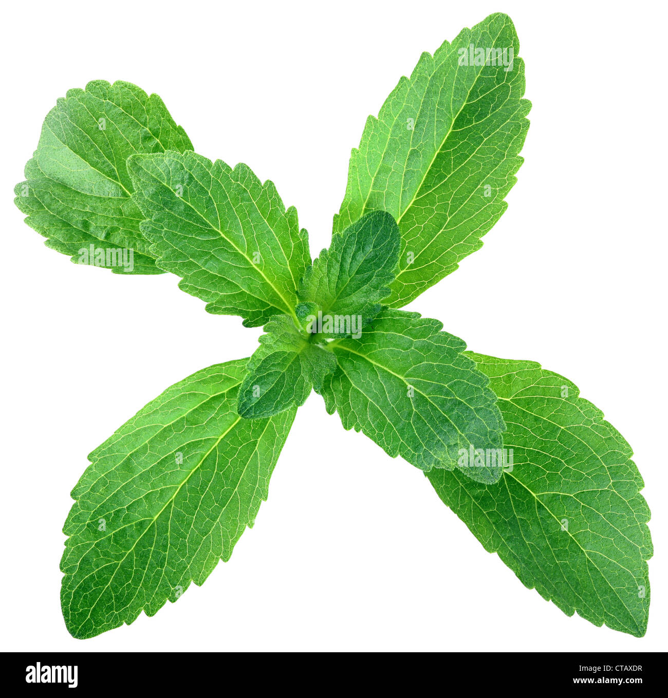 Stevia Rebaudiana wird Ersatz Isolated on White Background Stockfoto