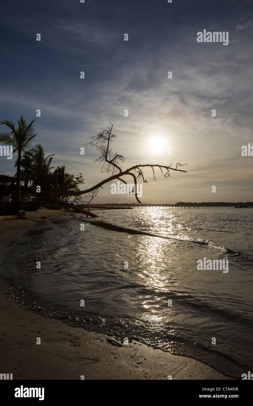 Silhouette Baum gegen die Sonne und das Meer bei Boca del Drago, Isla Colon, Bocas del Toro, Panama. Stockfoto