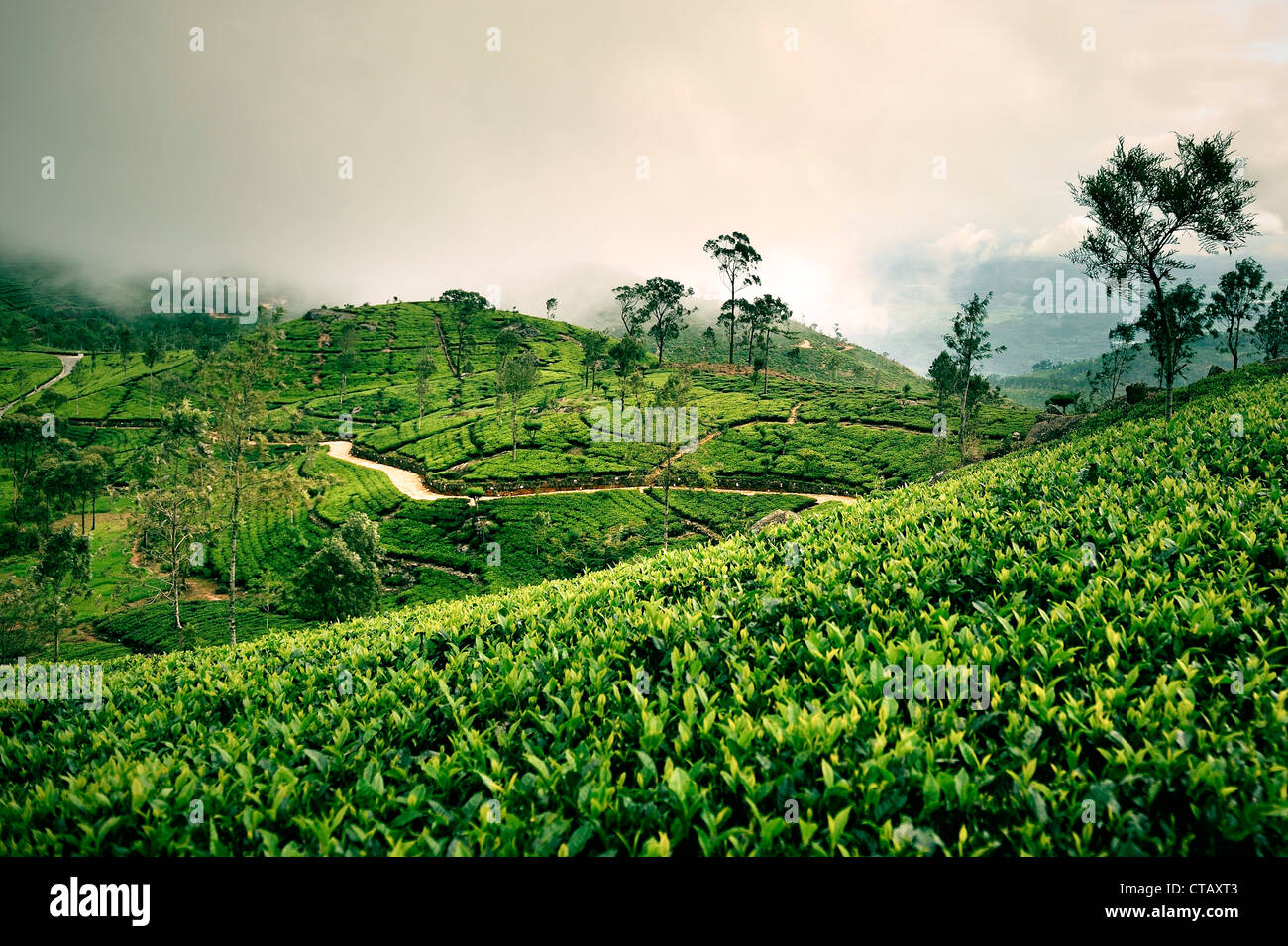 Wolken bewegen sich in auf einer Teeplantage, Tee Estate fliesst, Haputale, Hill Land Sri Lanka Stockfoto