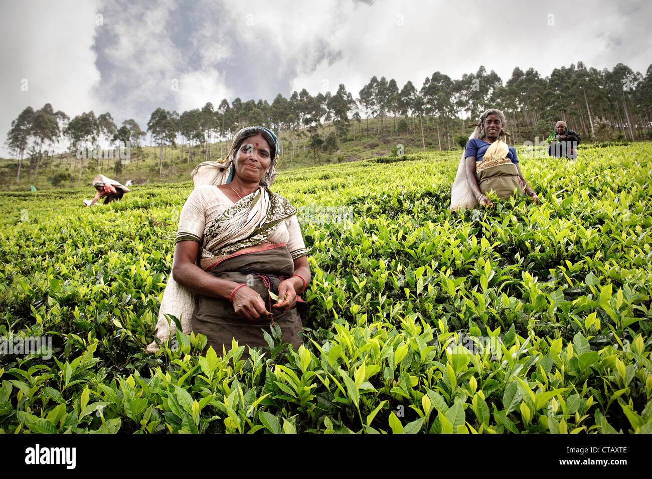 Tamil Teepflückerinnen zupfen Teeblätter auf der Plantage, Tee Produktion Immobilien, Haputale, Hill Land Sri Lanka Stockfoto