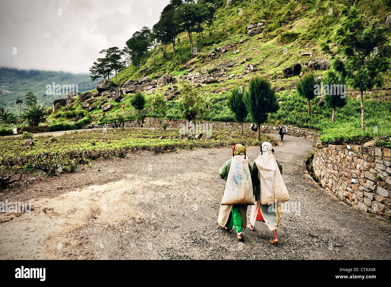 Tamil Teepflückerinnen auf ihrem Weg zum Tee Facotry, Tee Produktion, Haputale, Hill Land Sri Lanka Stockfoto
