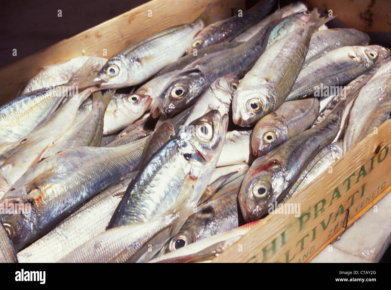 Frische Sardinen auf einem Markt in Palermo verkauft werden. Stockfoto