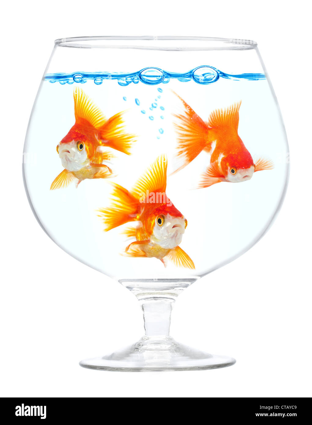 Aquarium mit kleinen Goldfische auf weißem Hintergrund Stockfoto