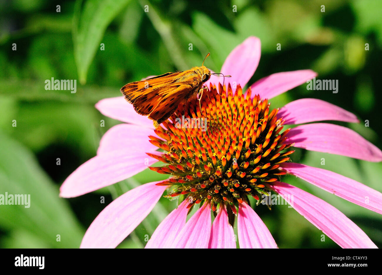 Feurige Skipper Motten bestäuben lila Echinacea.  Hylephila phyleus Stockfoto