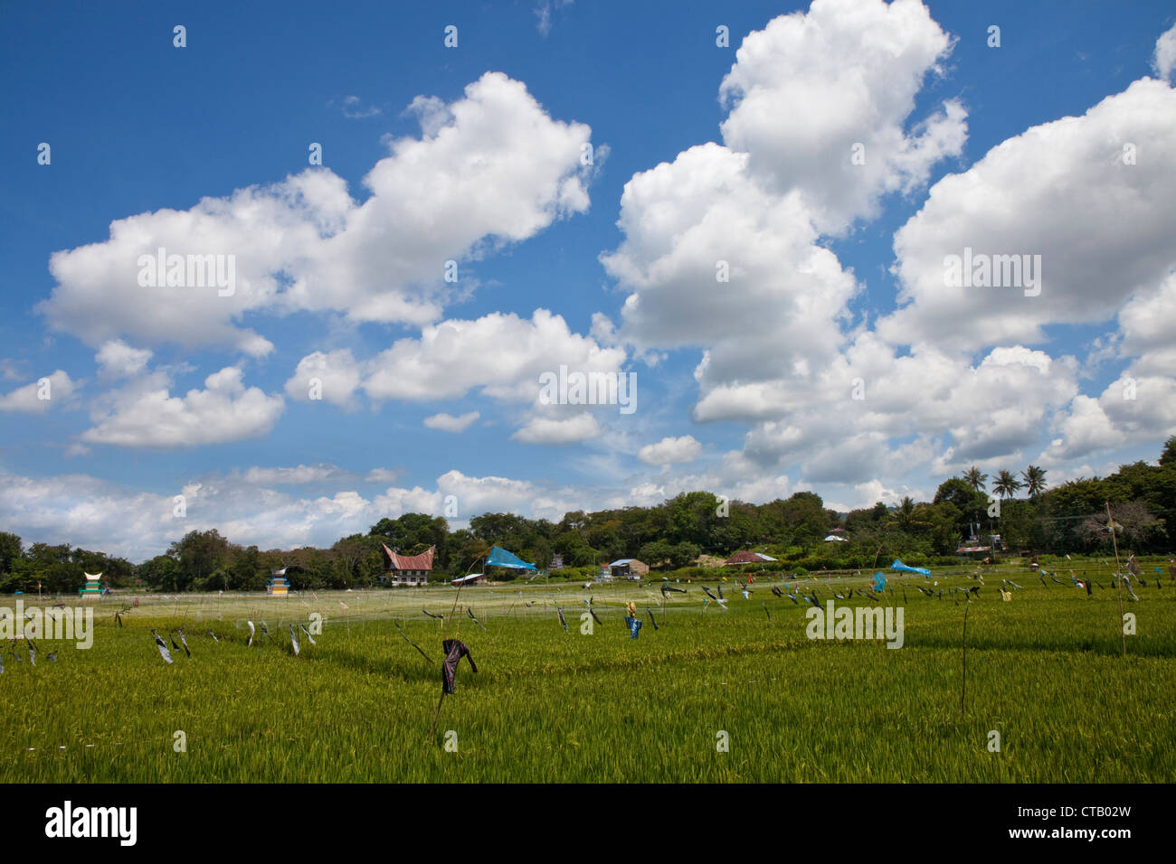 Reisfelder auf Pulau Samosir Island im Lake Toba in North Sumatr, Insel Sumatra, Indonesien, Südostasien Stockfoto