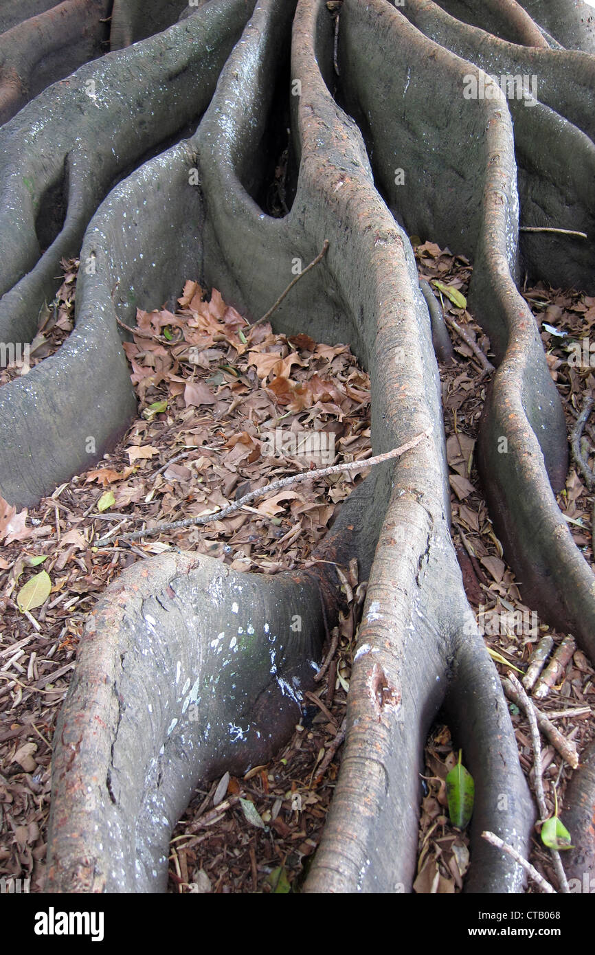 Feigenbaum Wurzeln, Devenport, Auckland, Neuseeland Stockfoto
