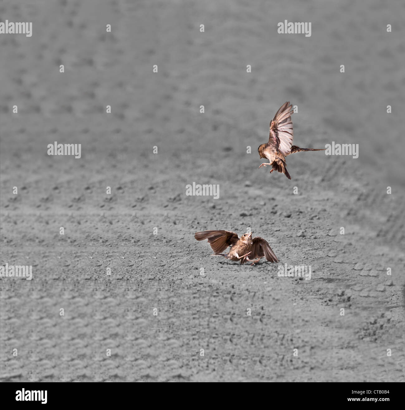 Vögel, zwei Ashy-gekrönter Spatz Lerchen kämpfen auf Staub, kopieren Raum Stockfoto