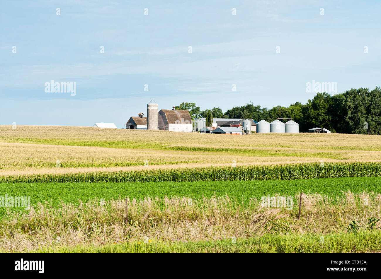 Landwirtschaftliche Gebäude werden mit einem Maisfeld im Vordergrund angezeigt. Stockfoto