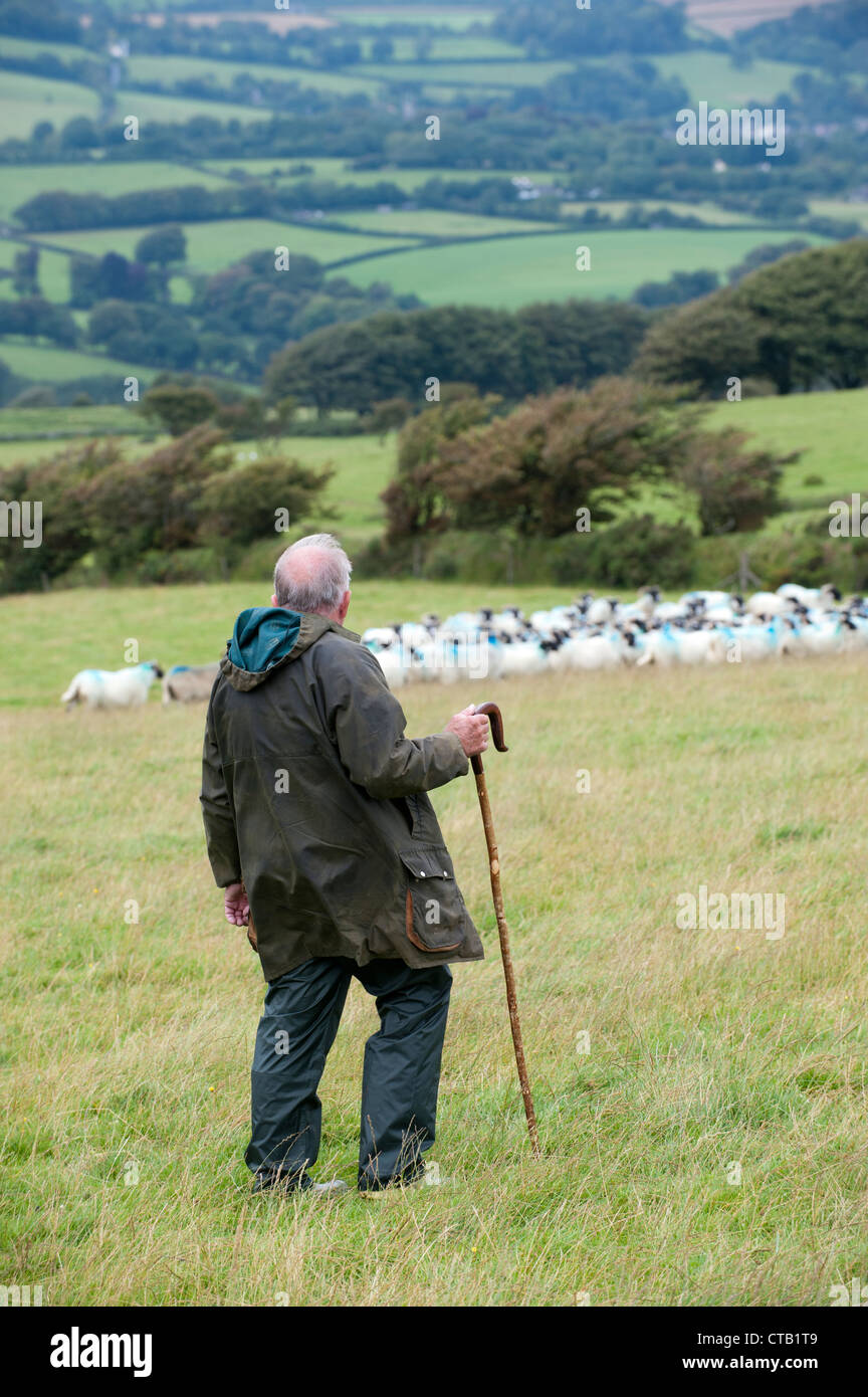 Hirt mit Gauner Working Sheepdogs auf Schafherde in Devon Landschaft. Stockfoto