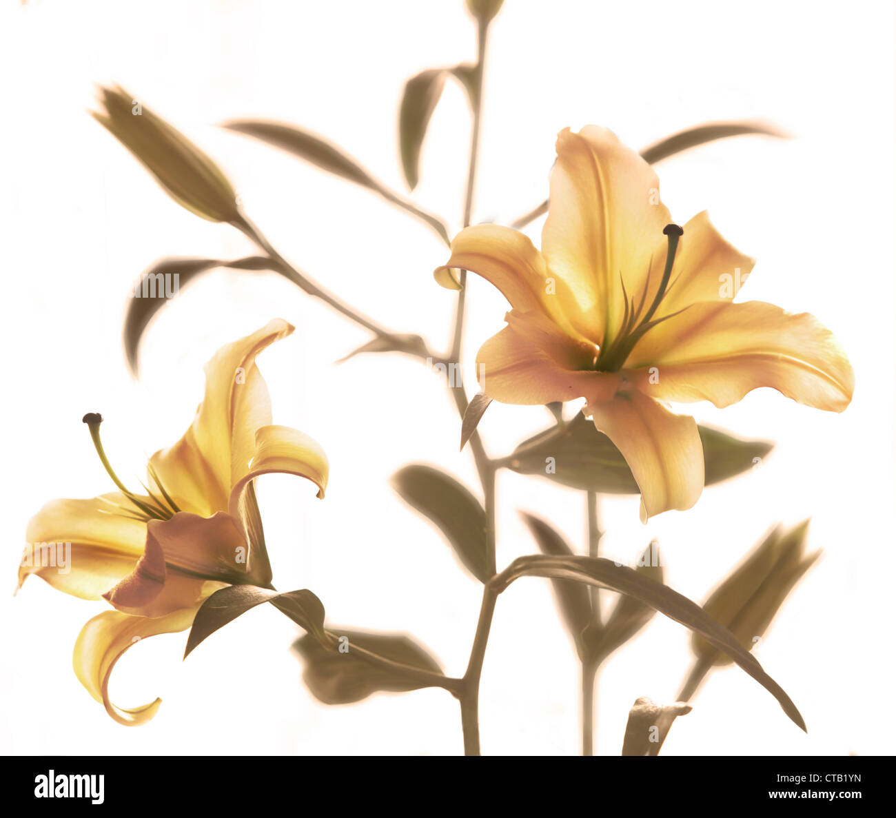 Lilium Stargazer mit dem weißen Hintergrund, Philippinen Stockfoto