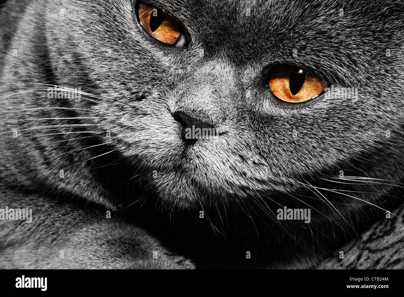 Lustige graue britische Katze mit leuchtend gelben Augen, Nahaufnahme Stockfoto