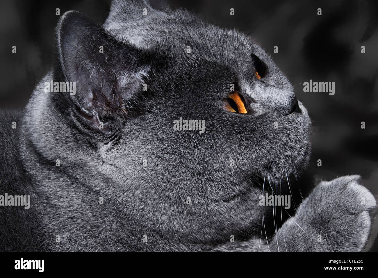 Lustige graue britische Katze mit leuchtend gelben Augen, Nahaufnahme Stockfoto