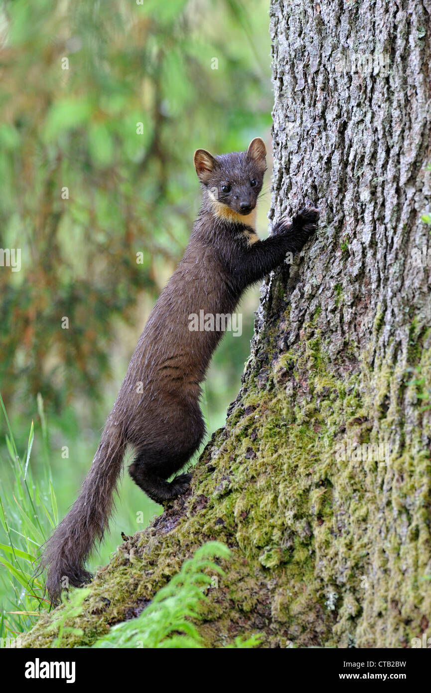 Baummarder in freier Wildbahn Stockfoto