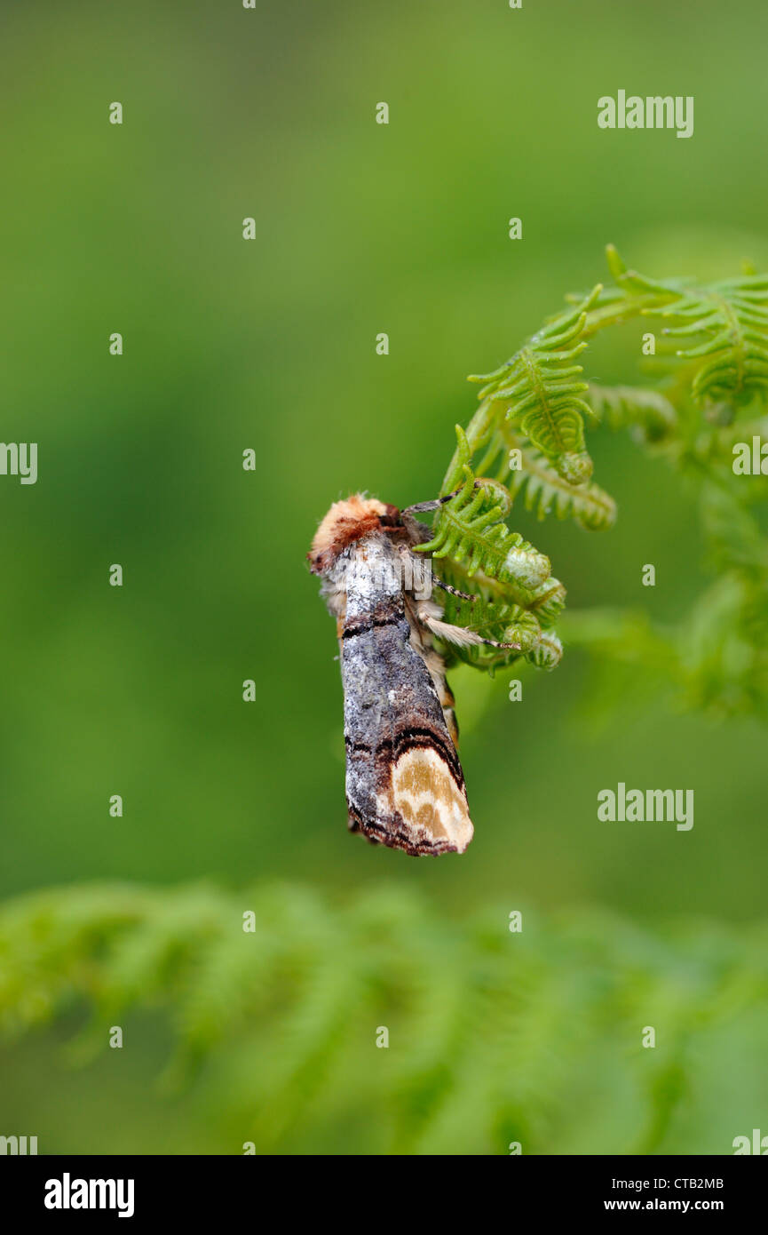 Buff-Tip Motte (Phalera Bucephala) Stockfoto
