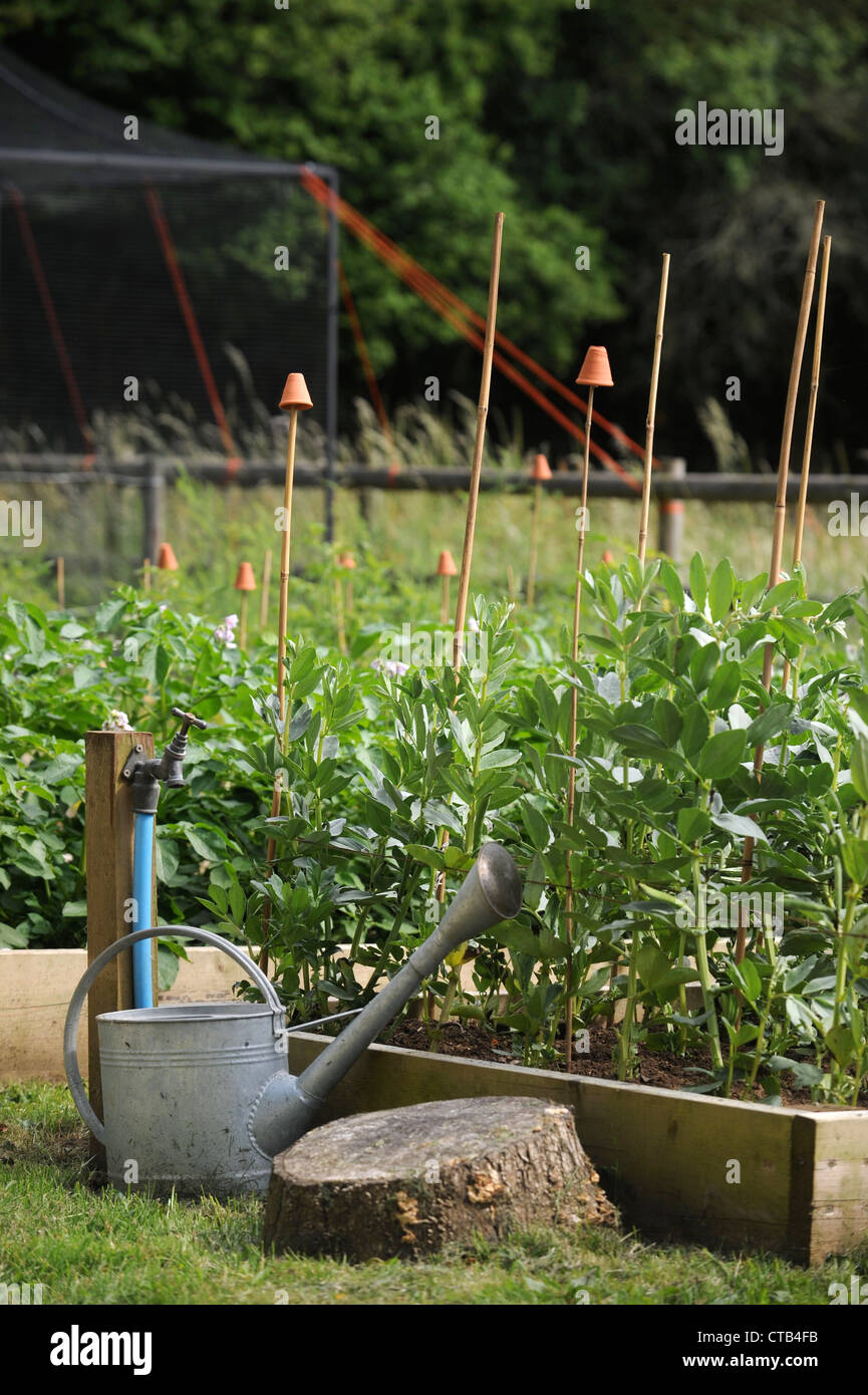 Eine Gießkanne und Garten Wasserhahn neben Gemüse-Hochbeeten UK Stockfoto