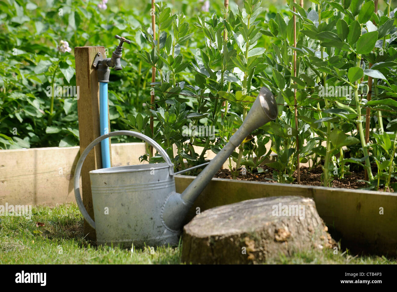 Eine Gießkanne und Garten Wasserhahn neben Gemüse-Hochbeeten UK Stockfoto