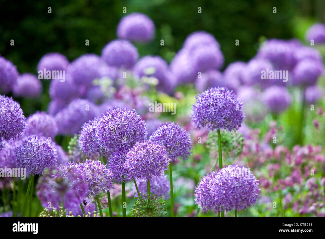 Alliums im Garten Grenze, England, UK Stockfoto