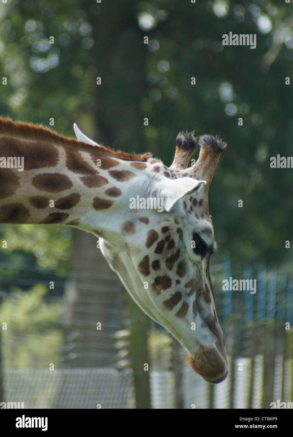 Netzartige Giraffe genommen am Longleat Safari Park, Wiltshire, UK Stockfoto