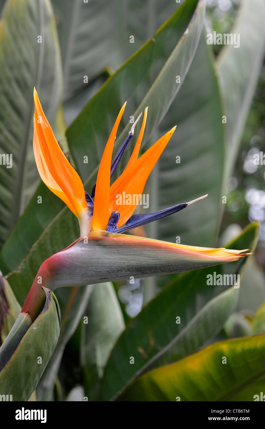 Paradiesvogelblume Pflanze (Strelitziaceae) Stockfoto
