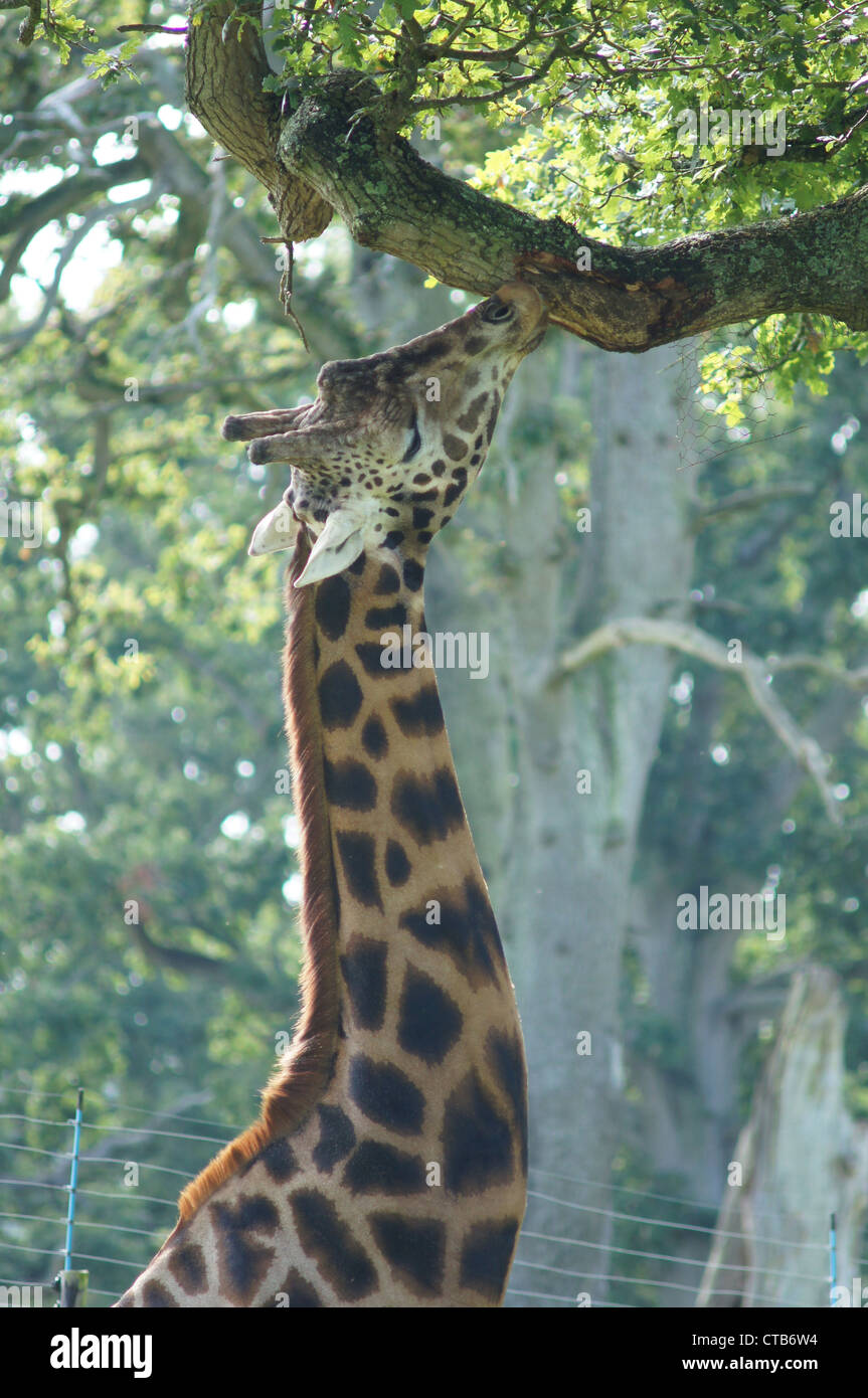 Netzartige Giraffe knabbert einen Zweig. Aufgenommen am Longleat Safari Park, Wiltshire, UK Stockfoto