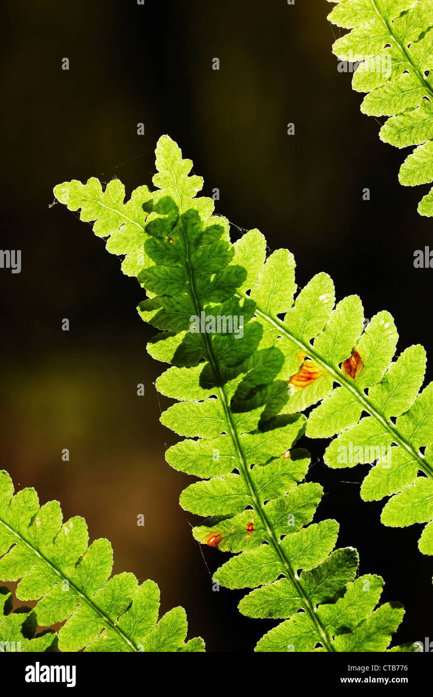 Farn Blätter über schwarzem Hintergrund isoliert Stockfoto