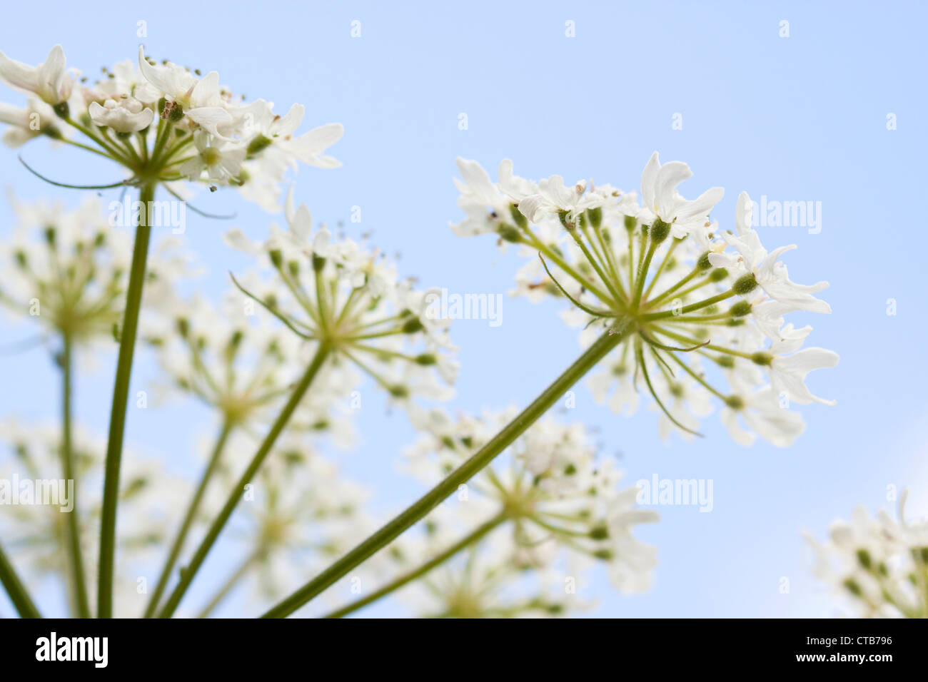 Kuh-Petersilie, England, UK Stockfoto