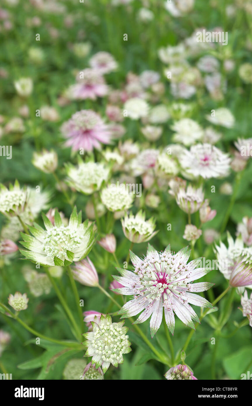 Astrantia große oder große Sterndolde, England, UK Stockfoto