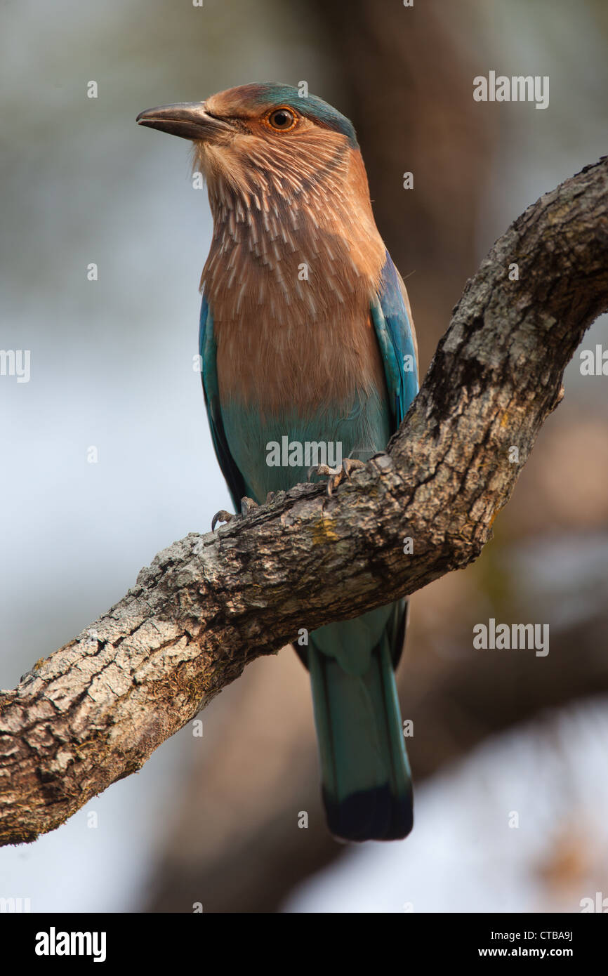 Indian Roller Vogel sitzend auf einem Ast Stockfoto