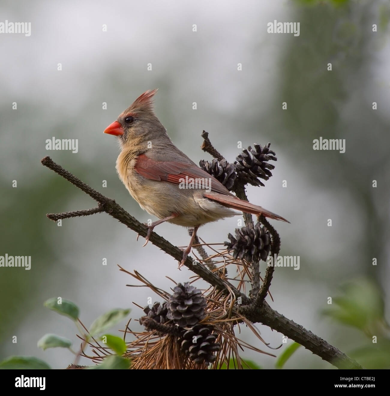 Ein Warnung weibliche Kardinaler Vogel sitzend auf einem Ast der Kiefer mit Kegeln um sie herum. Stockfoto