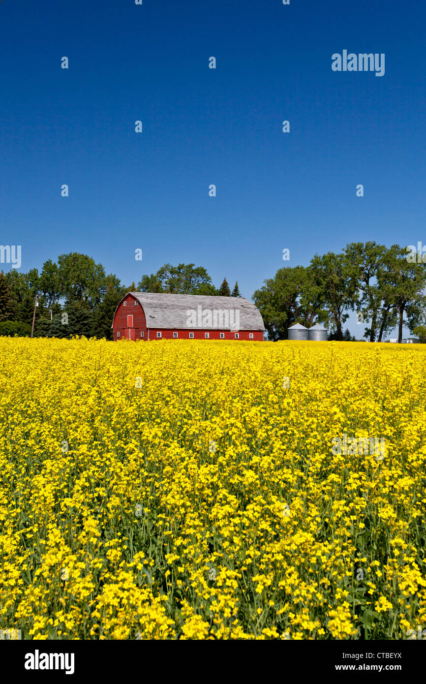 Eine rote Scheune und gelb blühenden Raps Feld in der Nähe von Roland, Manitoba, Kanada. Stockfoto