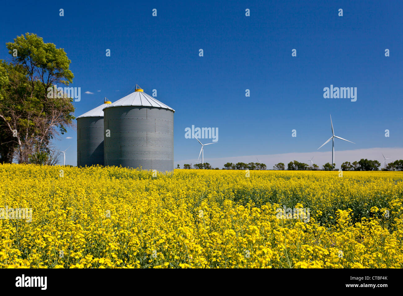 Korn-Lagerung-Kästen und Windmühlen in einem gelb blühenden Raps Feld in der Nähe von Altona, Manitoba, Kanada. Stockfoto
