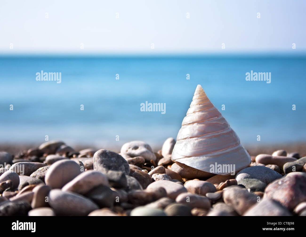 Muschel mit Meer und blauer Himmel im Hintergrund Stockfoto
