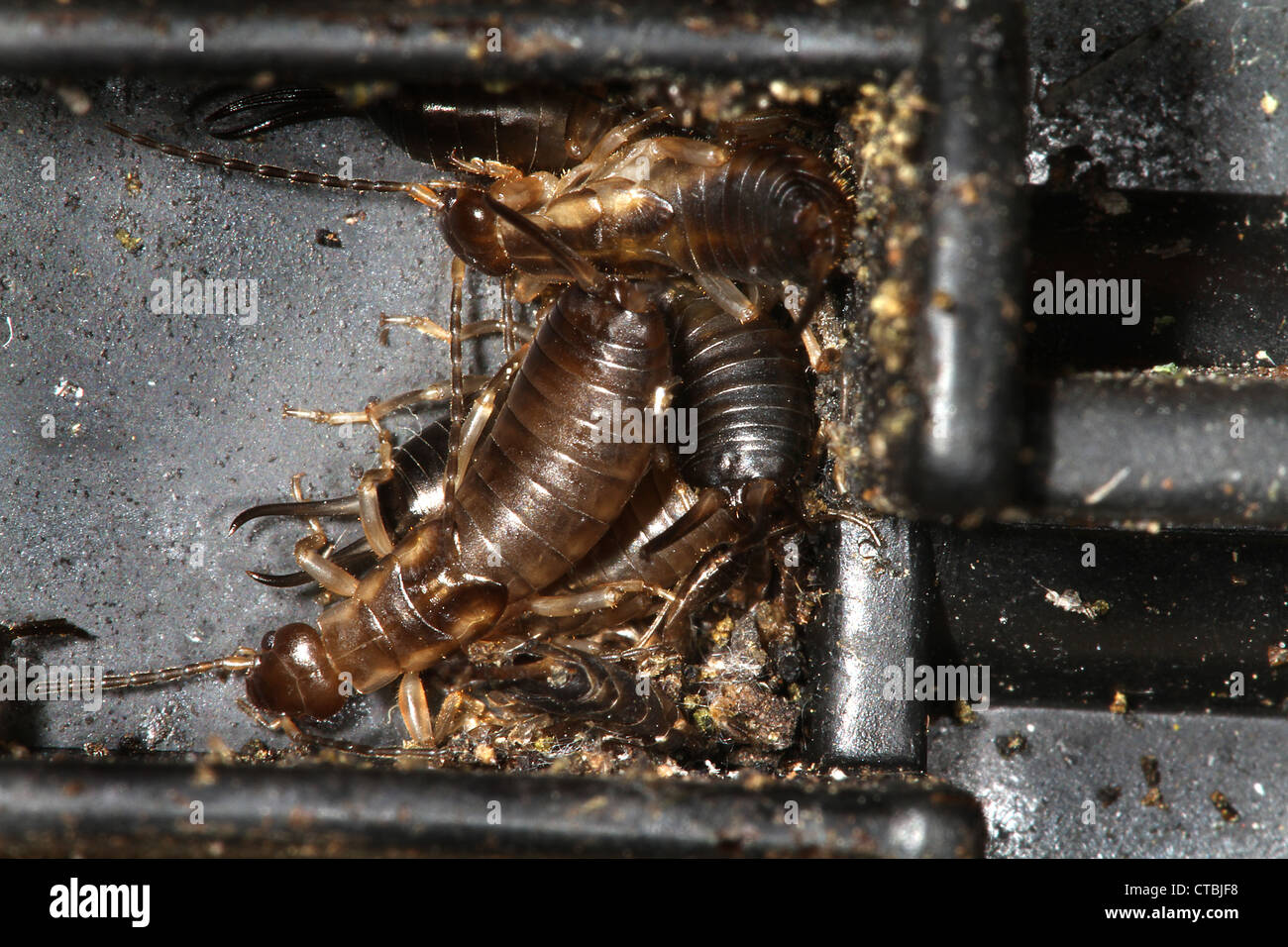 Jungen gemeinsamen Ohrwurm. Forfculidae Forficula Auricularia. Stockfoto