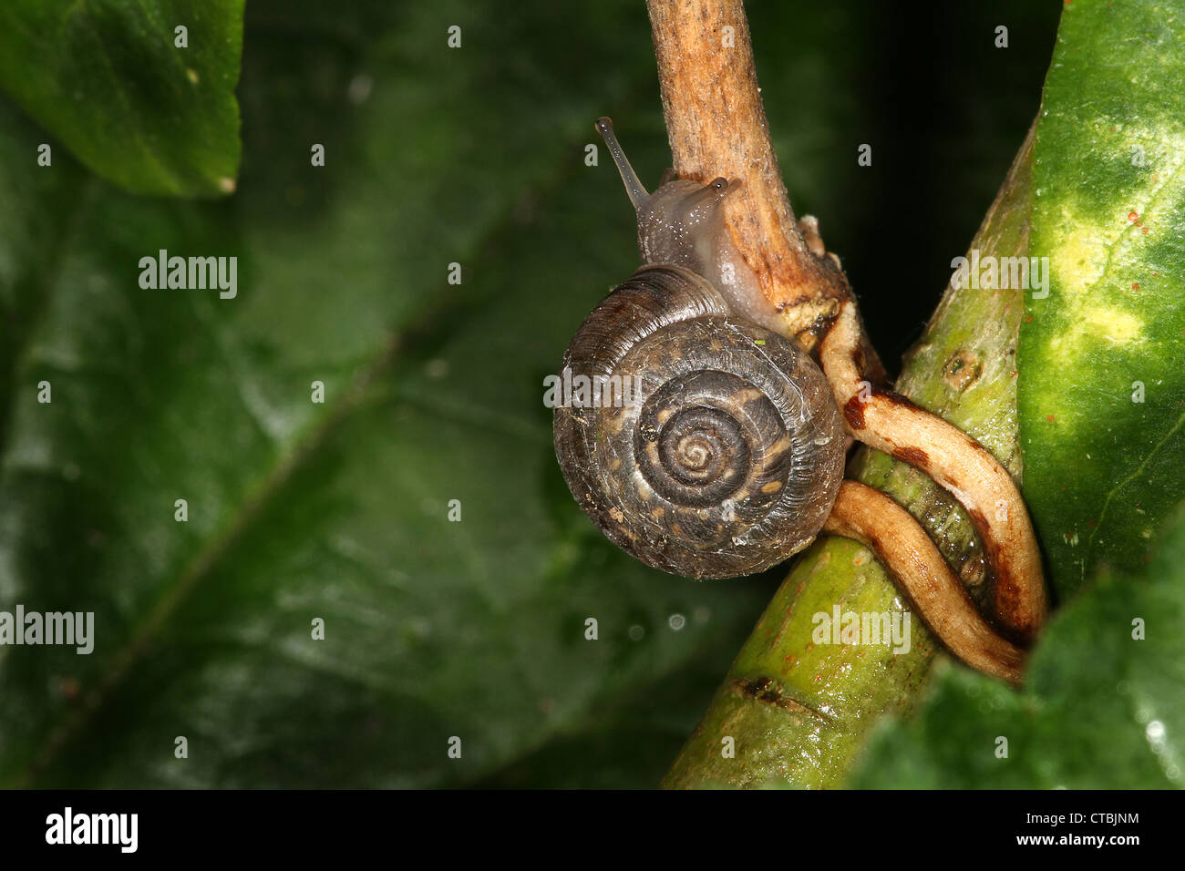 Gemeinsamer Garten-Schnecke (Helicidae Helix Aspersa) Stockfoto