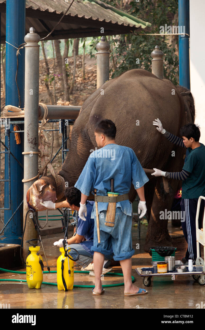 Bei Thai Elephant Conservation Centre, Tierarzt mit Pfleger verletzt die Behandlung von einem Elefanten schlecht (Thailand). Stockfoto