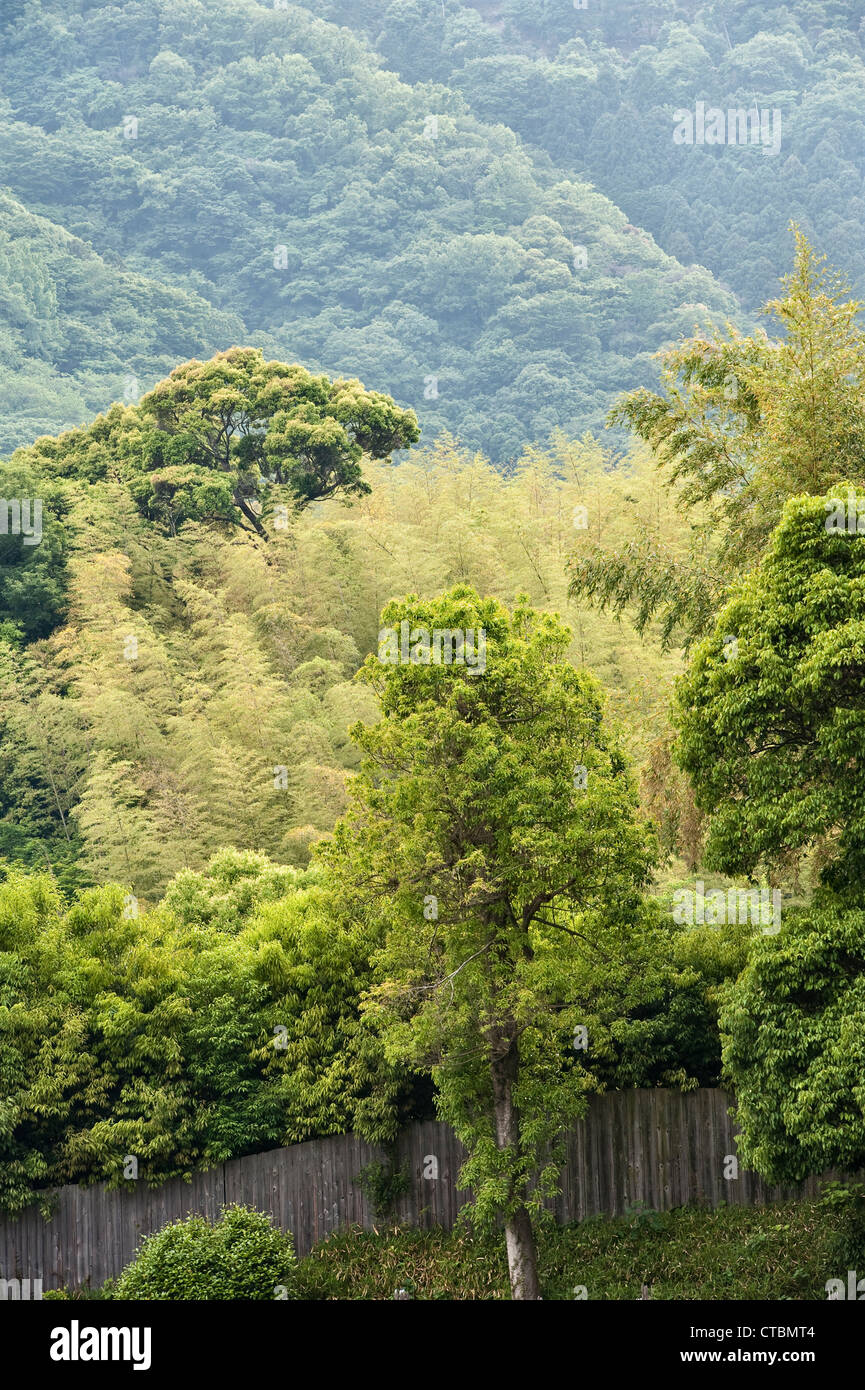 Der berühmte Sagano Bambushain in Arashiyama, Kyoto, Japan, eine beliebte Touristenattraktion Stockfoto