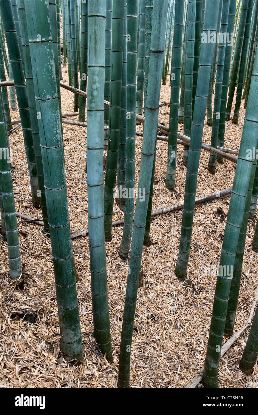 Der berühmte Sagano Bambushain in Arashiyama, Kyoto, Japan, eine beliebte Touristenattraktion Stockfoto