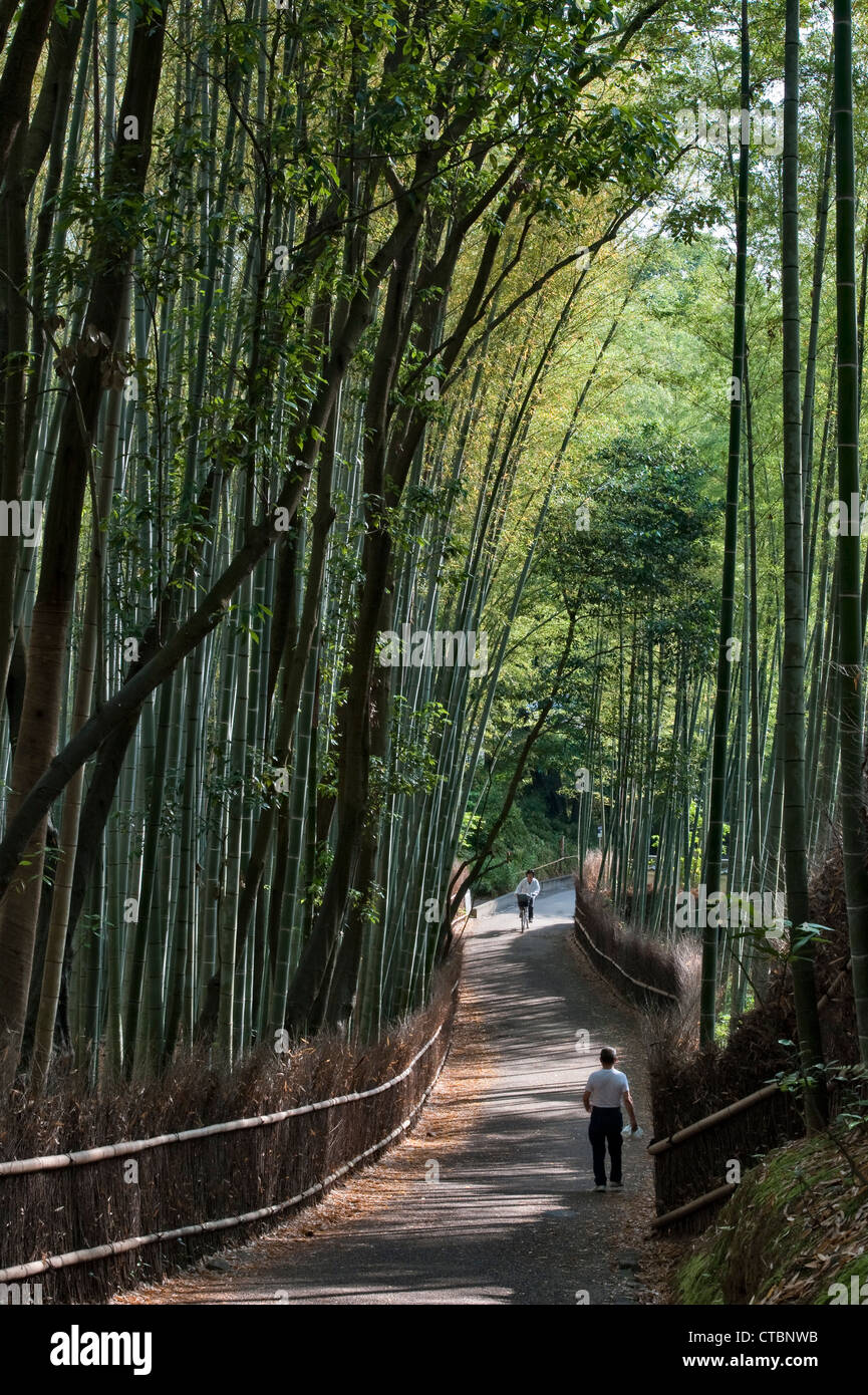 Der berühmte Bambushain Sagano in Arashiyama, Kyoto, Japan, eine beliebte Touristenattraktion für Wanderer und Radfahrer Stockfoto