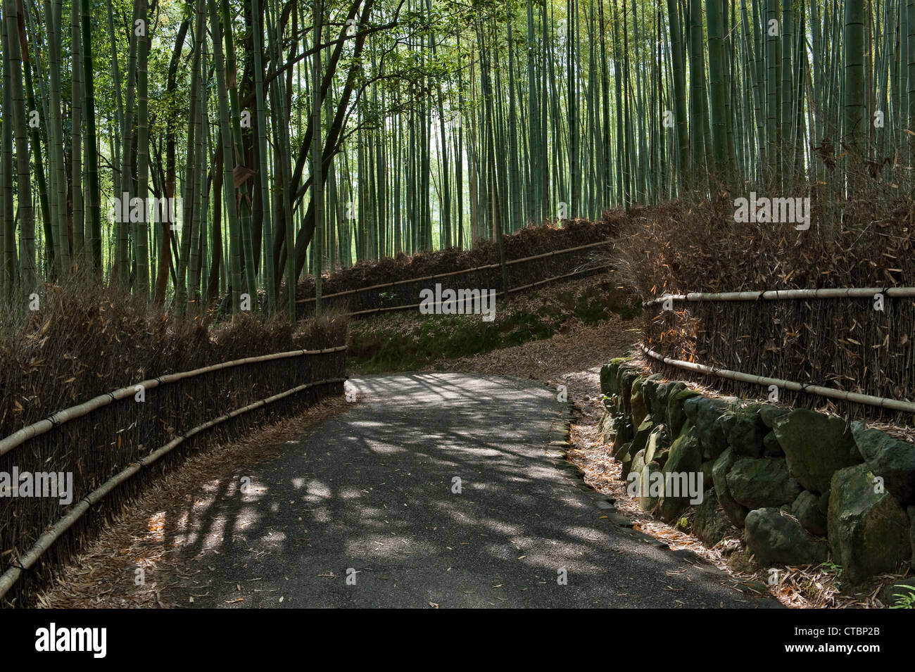 Der berühmte Sagano Bambushain in Arashiyama, Kyoto, Japan, eine beliebte Touristenattraktion Stockfoto